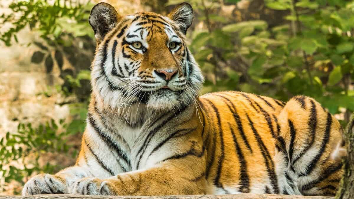 Deambula tigre por las calles de Hidalgo y entra una taquería