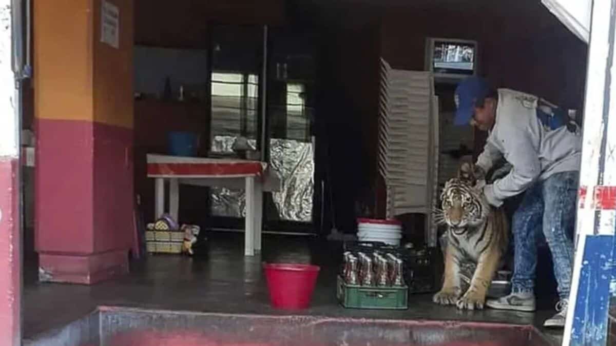 Deambula tigre por las calles de Hidalgo y entra una taquería