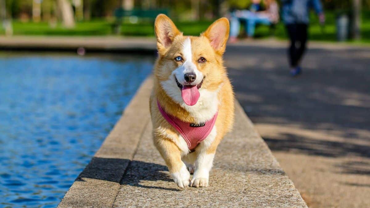 ¡Consiente a tu lomito! Estos son 5 parques para perros en CDMX