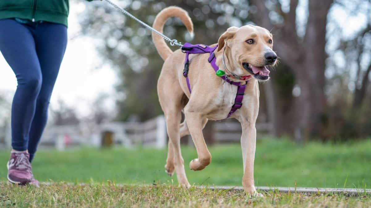 ¡Consiente a tu lomito! Estos son 5 parques para perros en CDMX