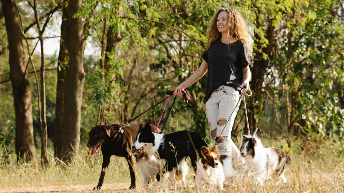 ¡Consiente a tu lomito! Estos son 5 parques para perros en CDMX